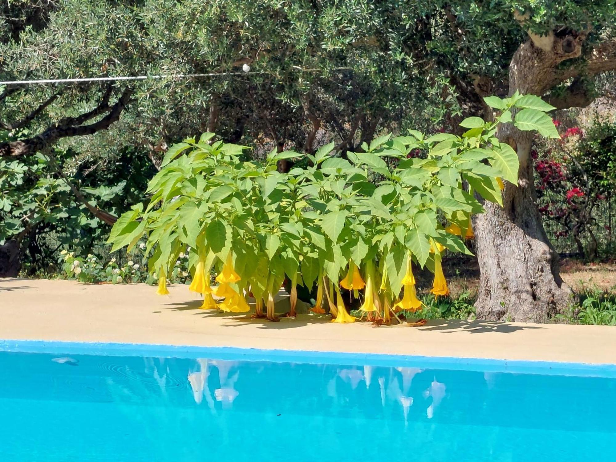 شقة Sofiana'S Garden Retreat With Private Pool Dhrapaniás الغرفة الصورة