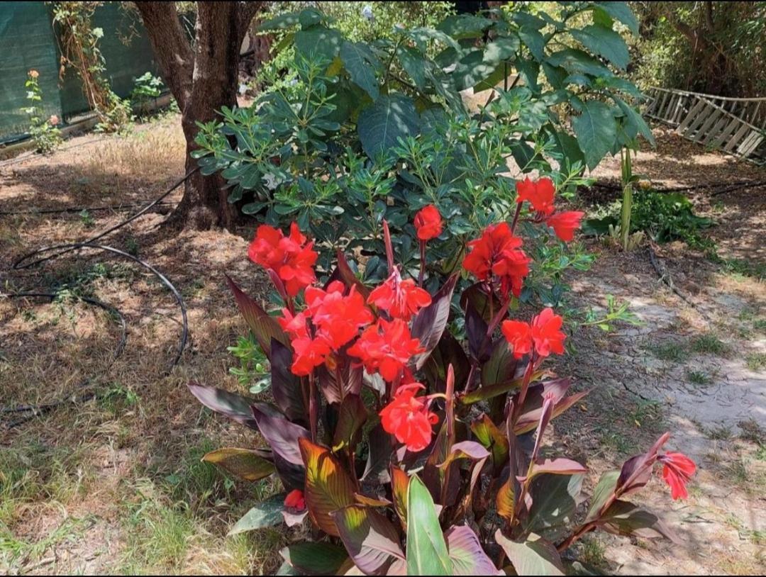 شقة Sofiana'S Garden Retreat With Private Pool Dhrapaniás المظهر الخارجي الصورة